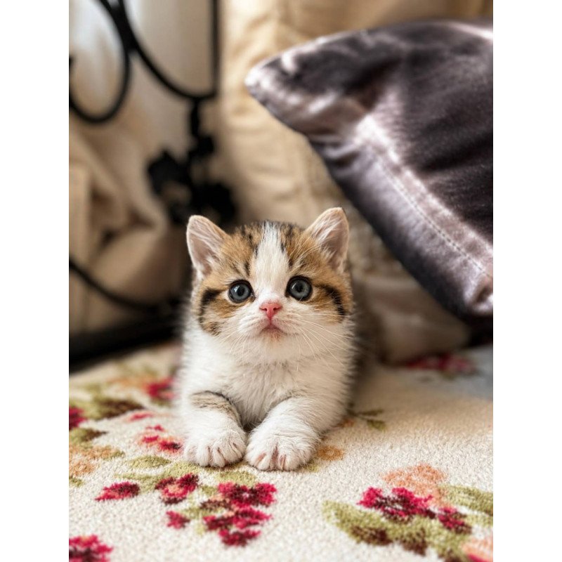 Munchkin Simic