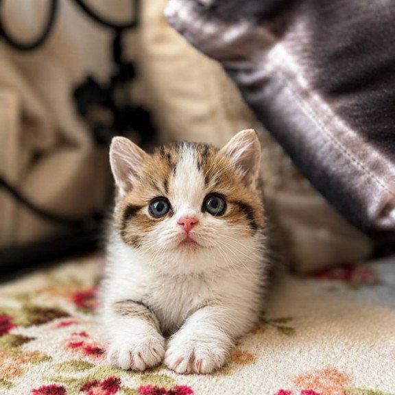 Munchkin Simic