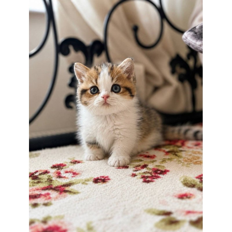 Munchkin Simic