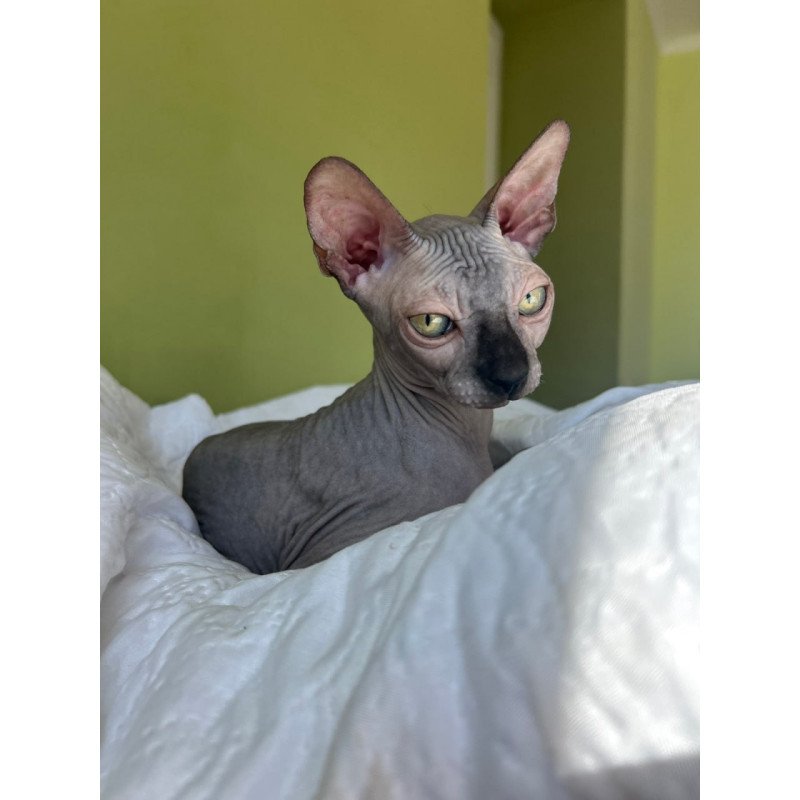 Sphynx Oskar
