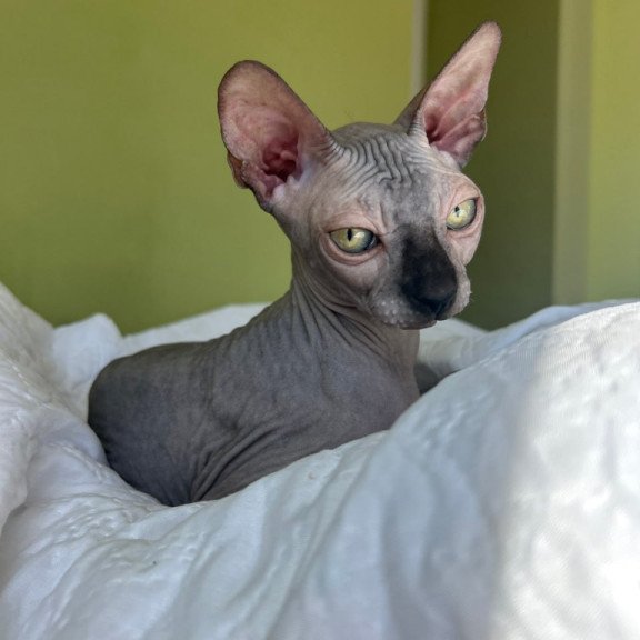Sphynx Oskar