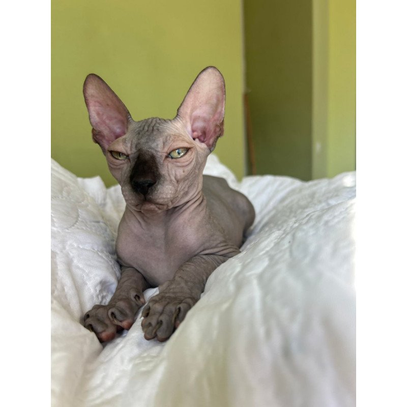 Sphynx Oskar