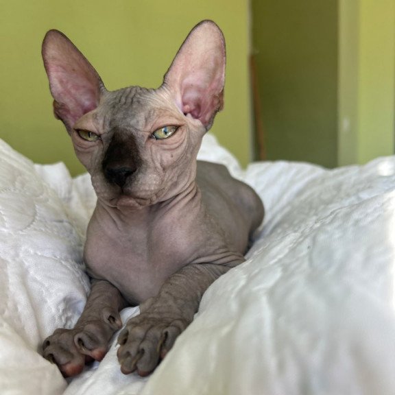 Sphynx Oskar
