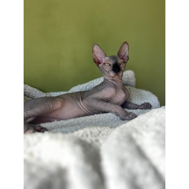 Sphynx Oskar