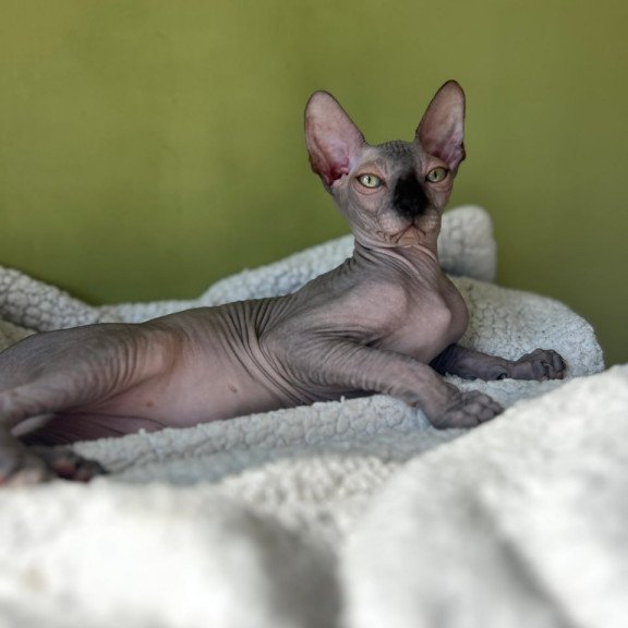 Sphynx Oskar