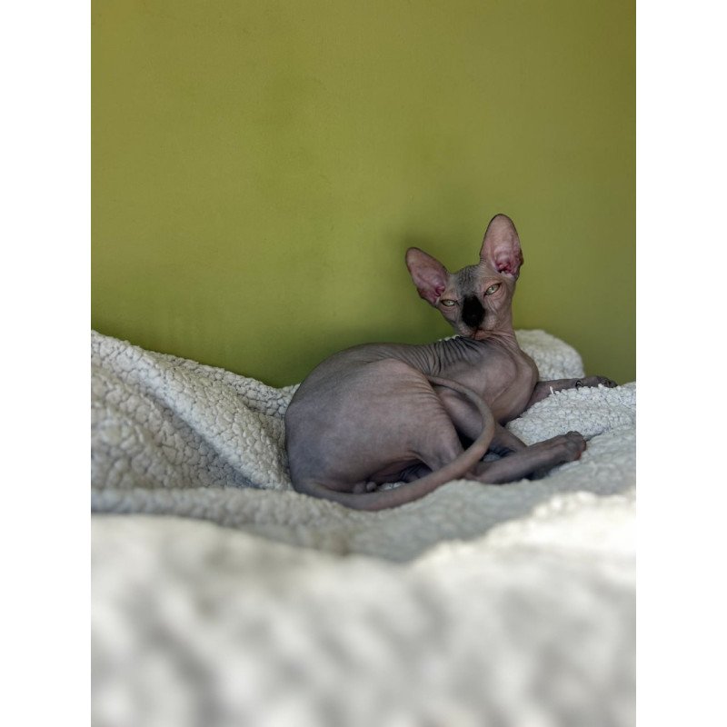Sphynx Oskar