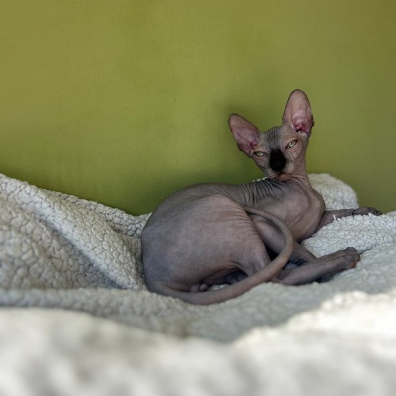 Sphynx Oskar