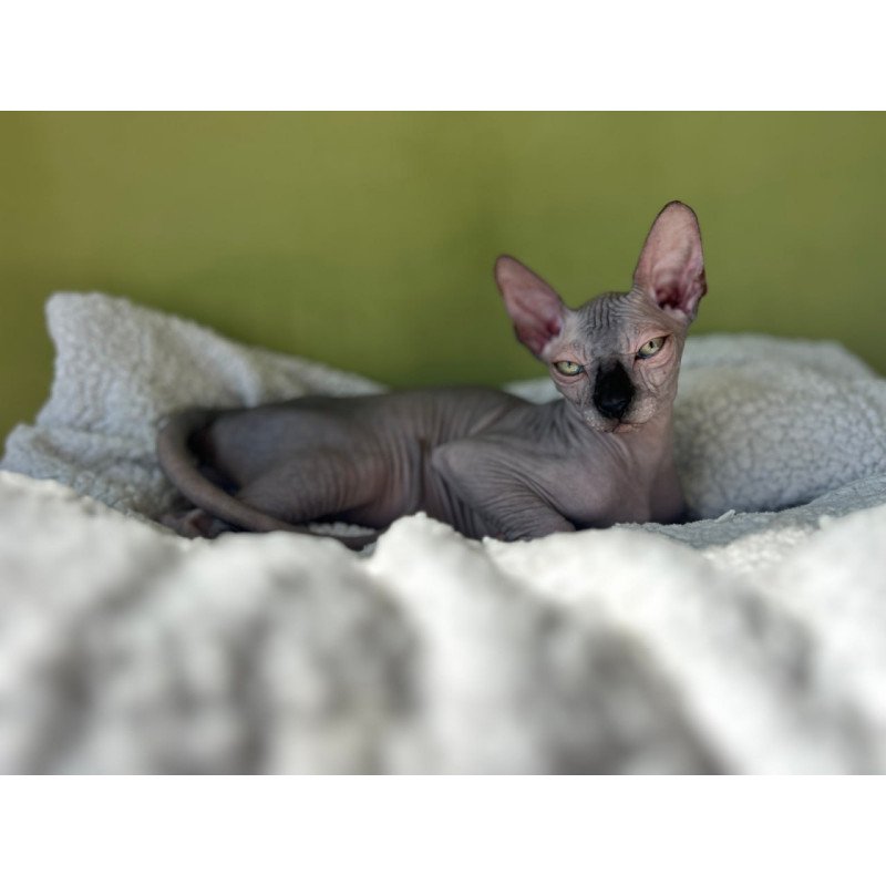 Sphynx Oskar