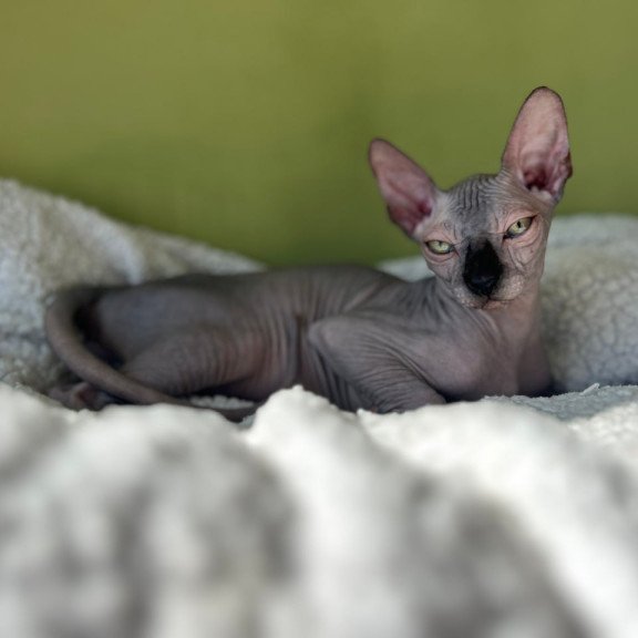 Sphynx Oskar