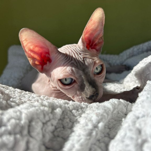 Sphynx Orikym