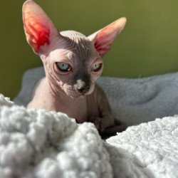 Sphynx Orikym