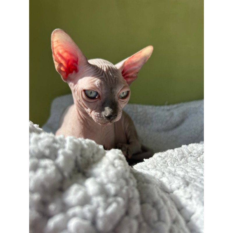 Sphynx Orikym