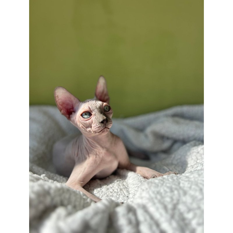 Sphynx Orikym