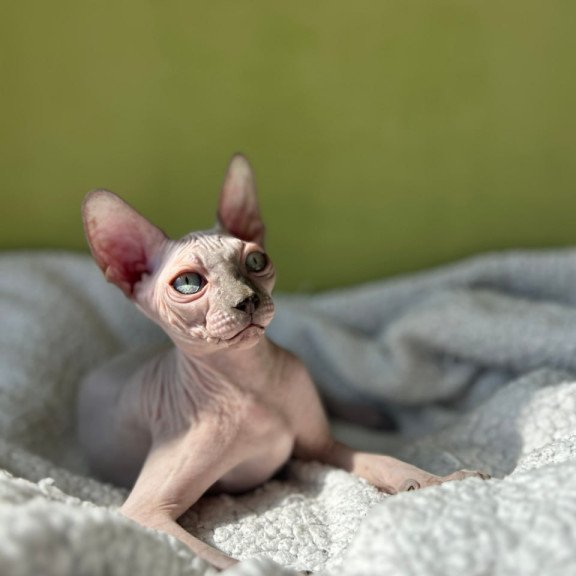 Sphynx Orikym