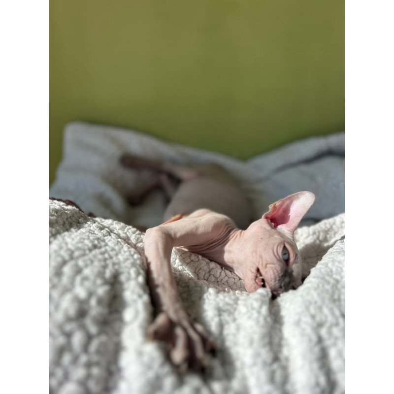 Sphynx Orikym