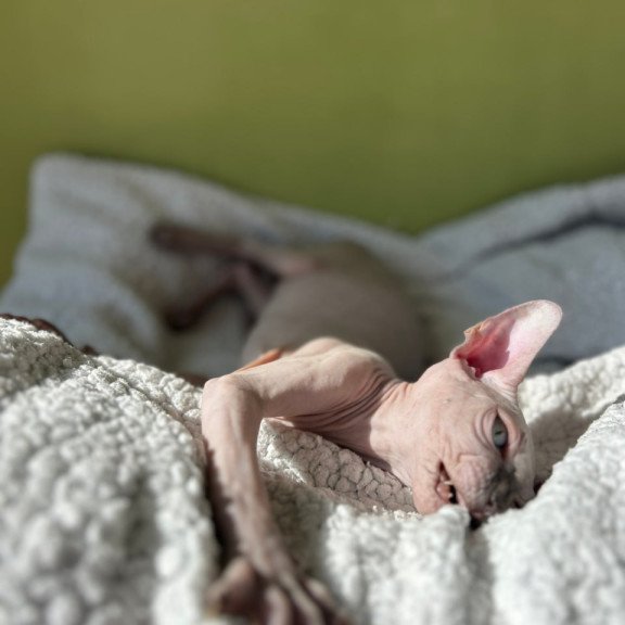 Sphynx Orikym