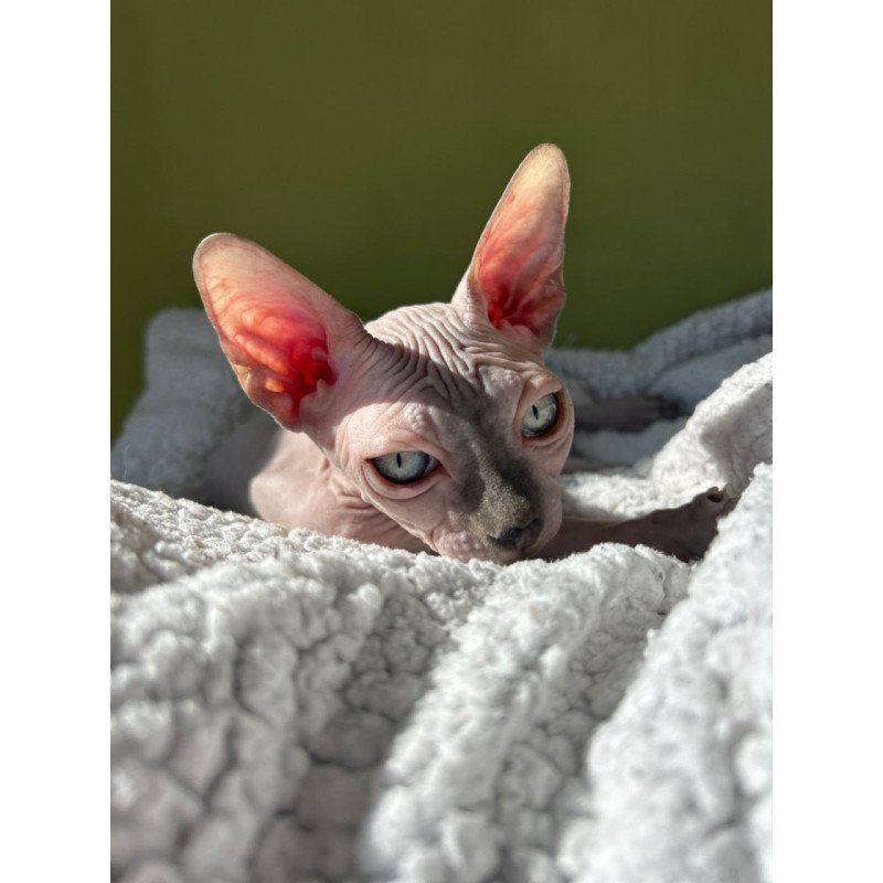 Sphynx Orikym