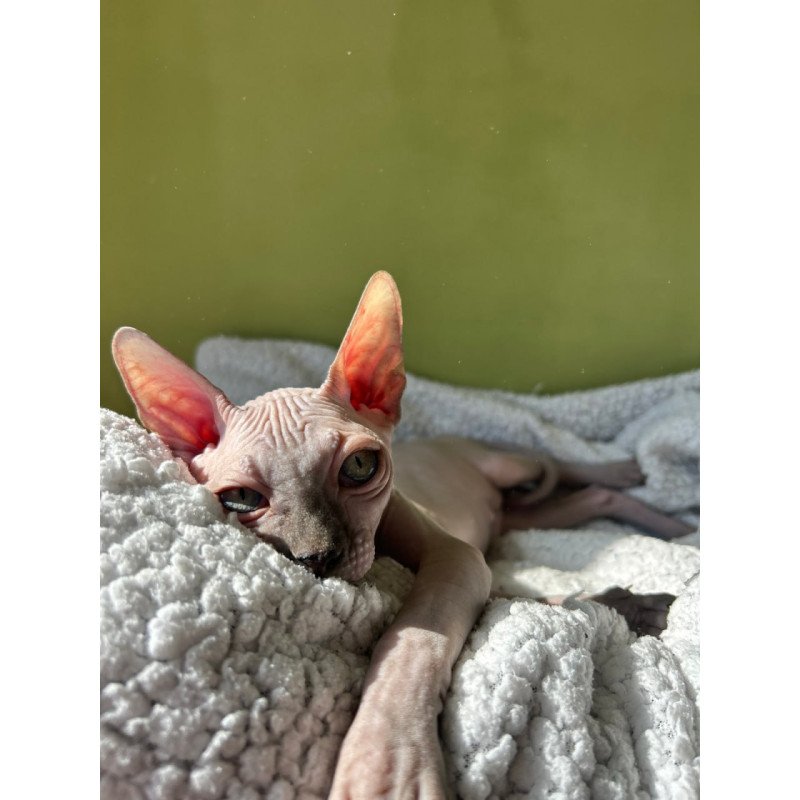 Sphynx Orikym