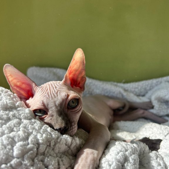 Sphynx Orikym