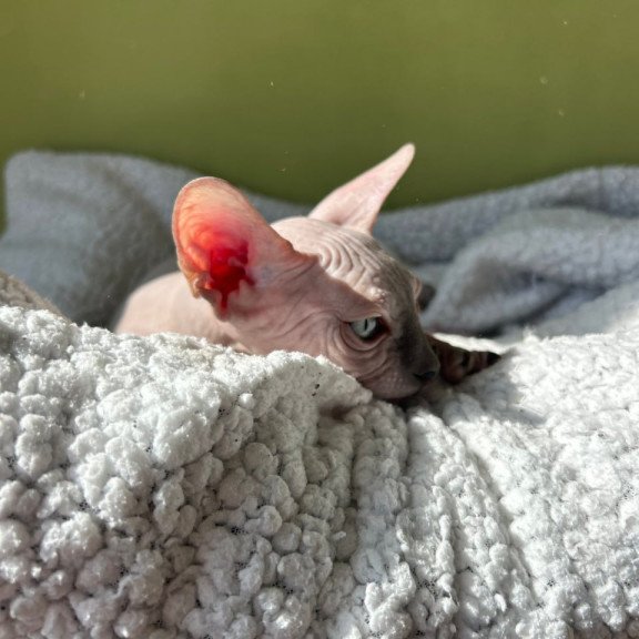 Sphynx Orikym
