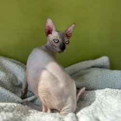 Sphynx Olivija