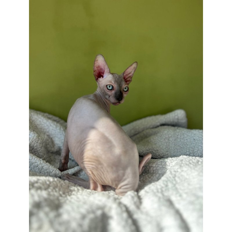 Sphynx Olivija