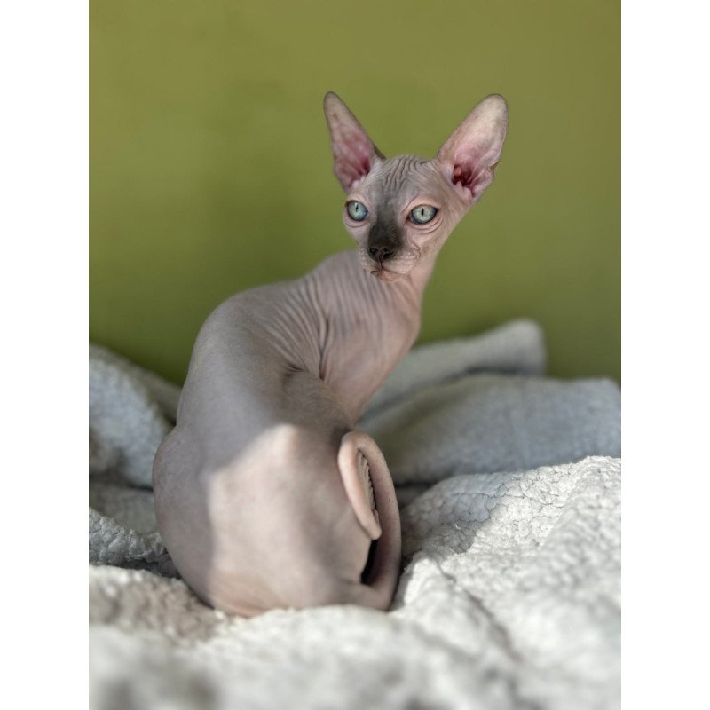 Sphynx Olivija