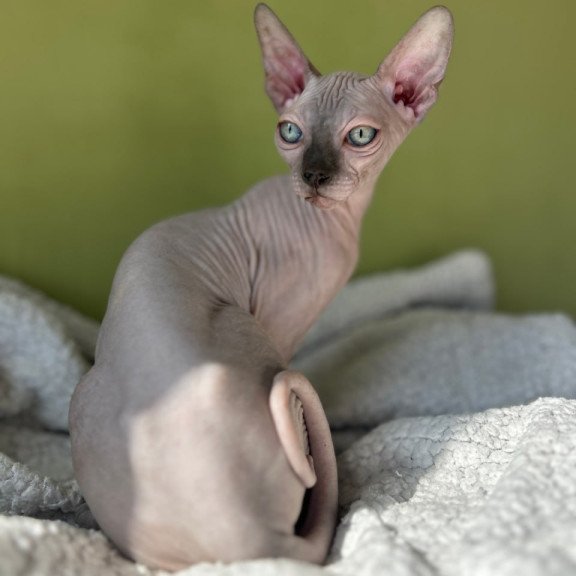 Sphynx Olivija