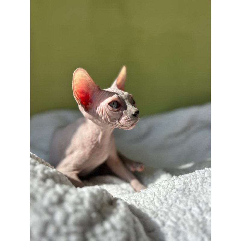Sphynx Olivija