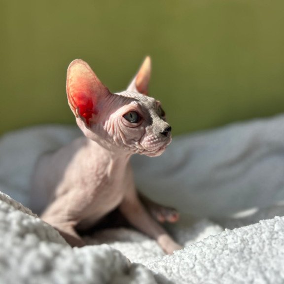 Sphynx Olivija