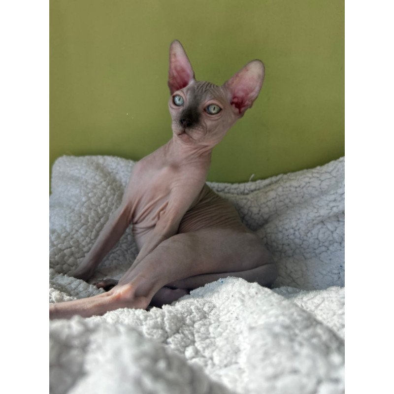 Sphynx Olivija