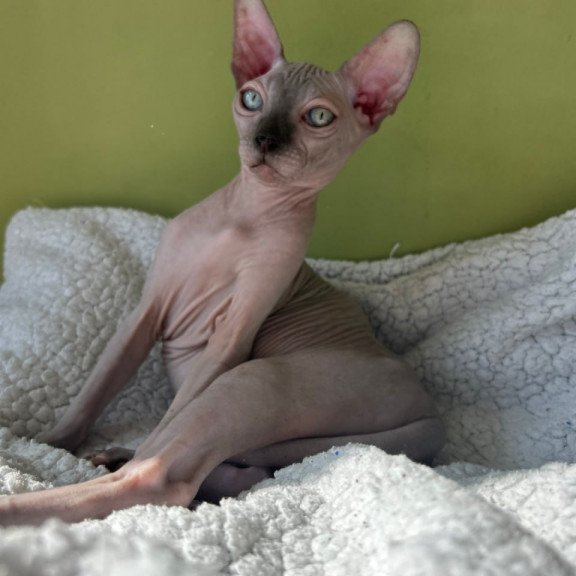 Sphynx Olivija