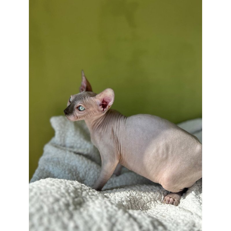 Sphynx Olivija