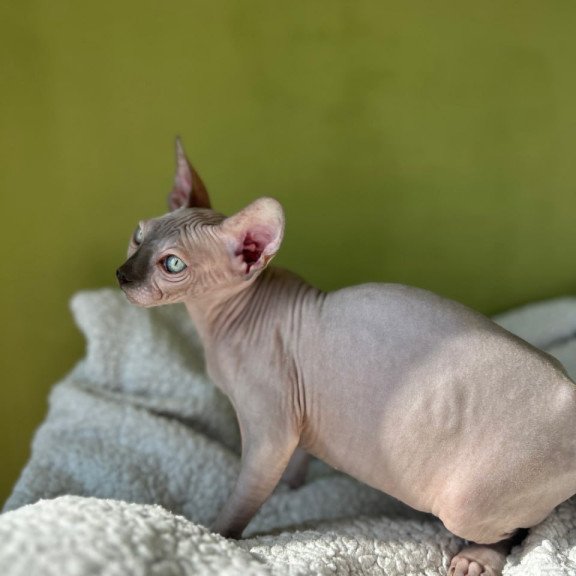 Sphynx Olivija