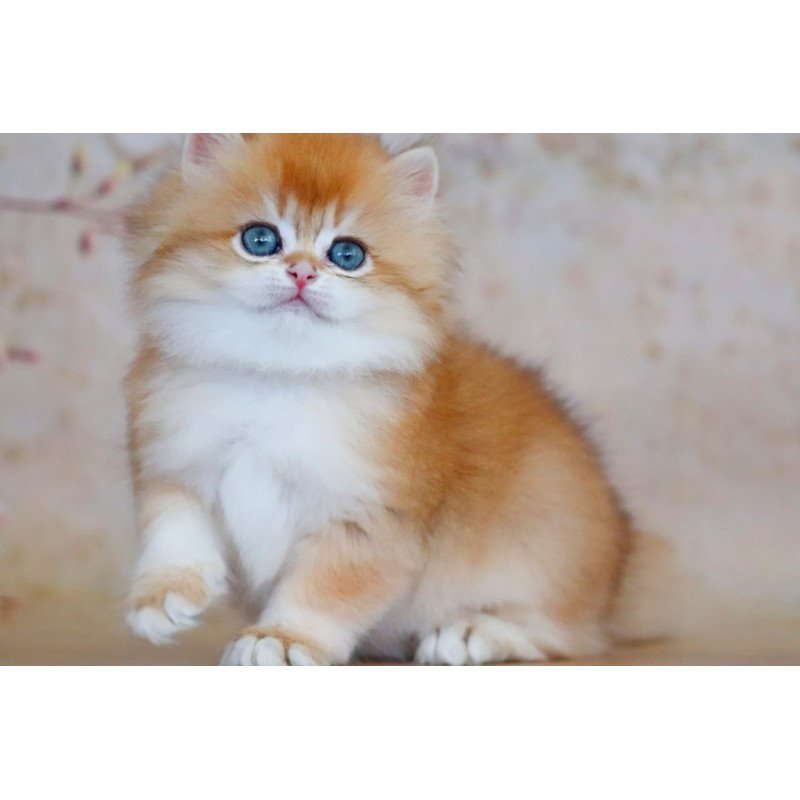 British Yasmin