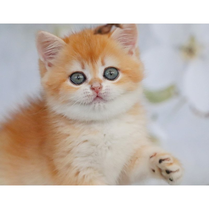 British Zabava0