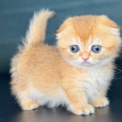 Munchkin Uxie