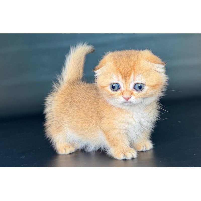 Munchkin Uxie