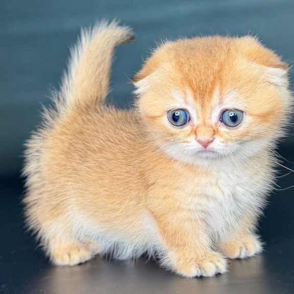 Munchkin Uxie