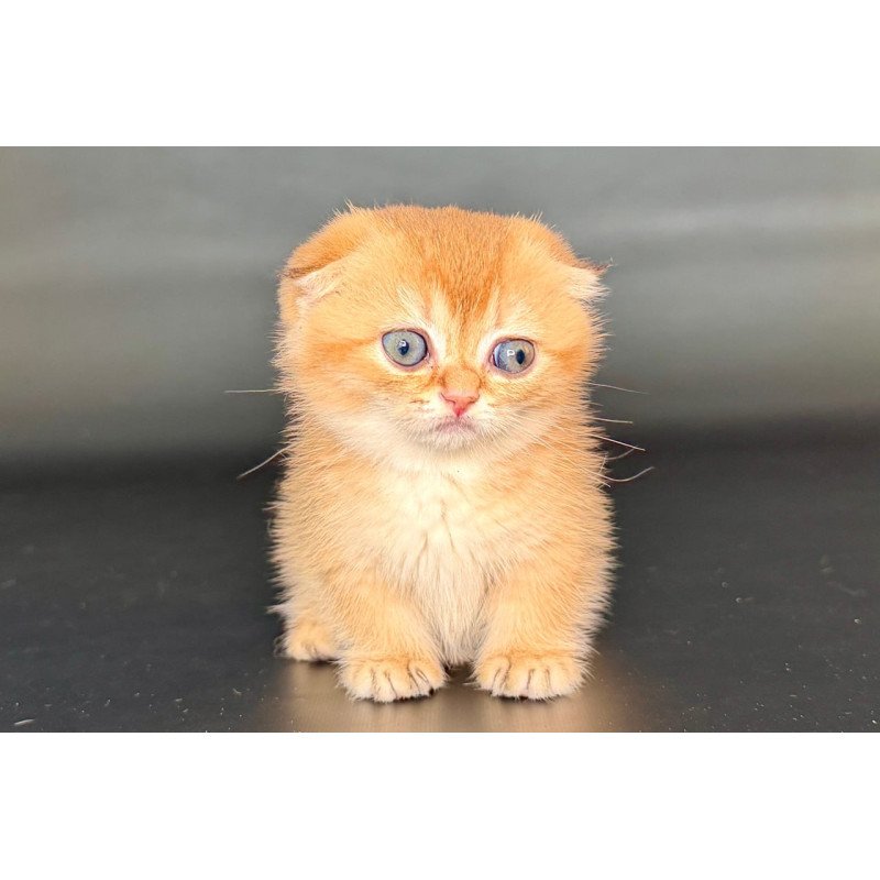 Munchkin Uxie