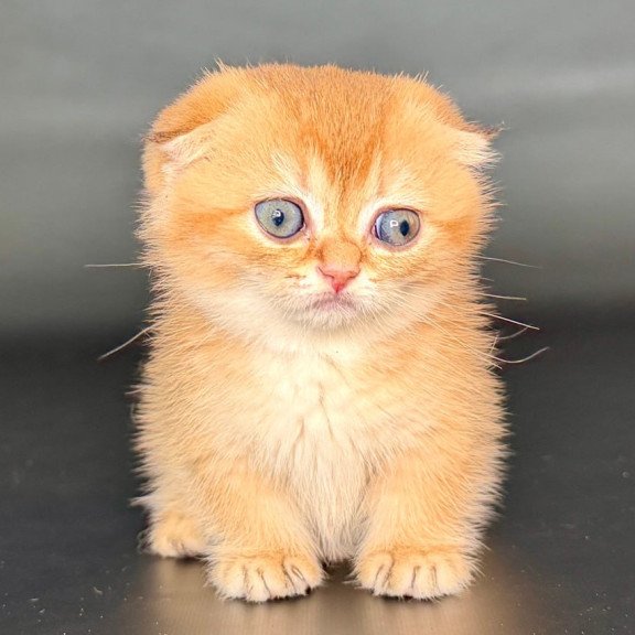 Munchkin Uxie