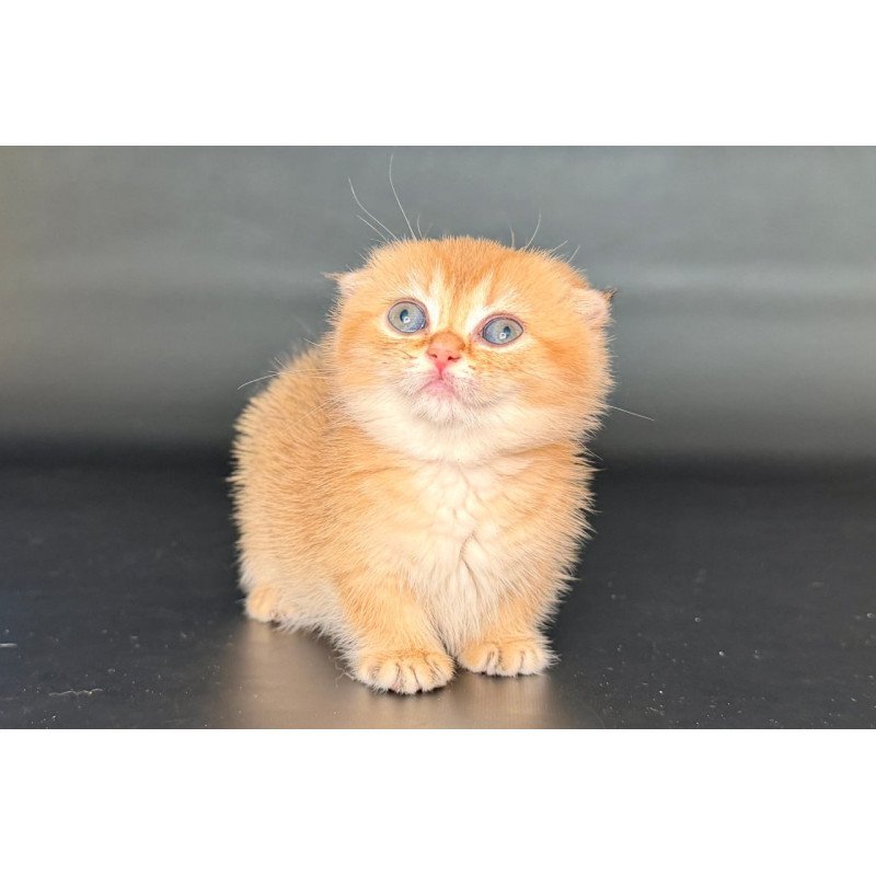 Munchkin Uxie