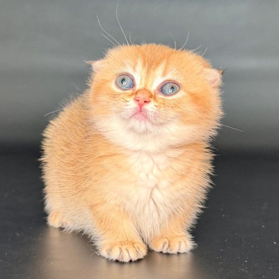 Munchkin Uxie
