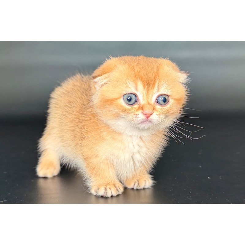 Munchkin Uxie