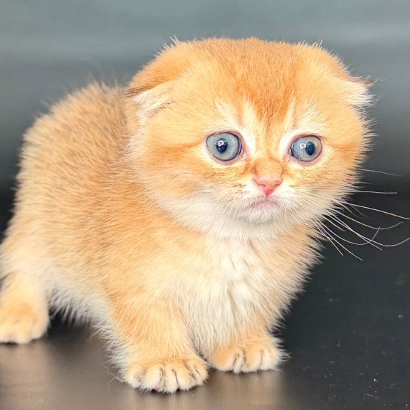 Munchkin Uxie