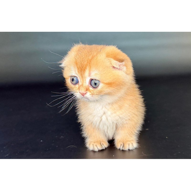 Munchkin Uxie