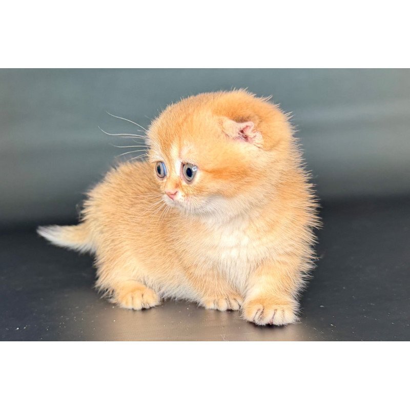Munchkin Uxie