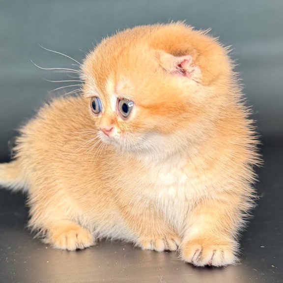 Munchkin Uxie