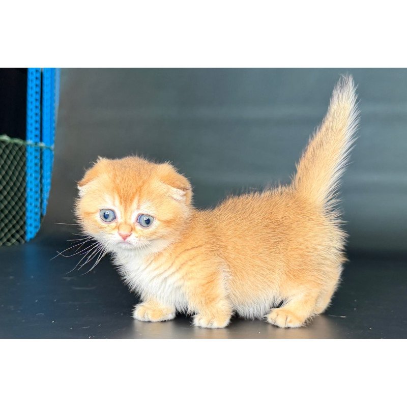 Munchkin Uxie