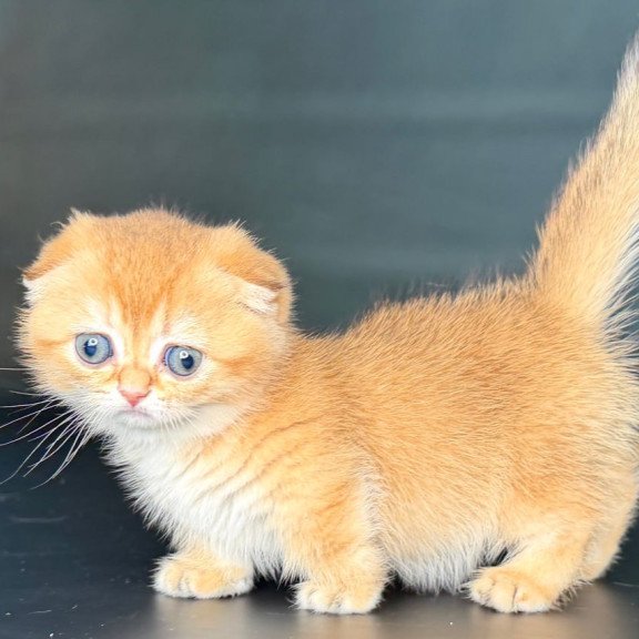 Munchkin Uxie